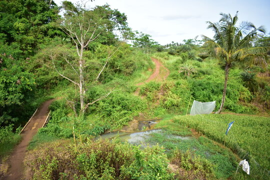 photos of gardens and rice fields in the village