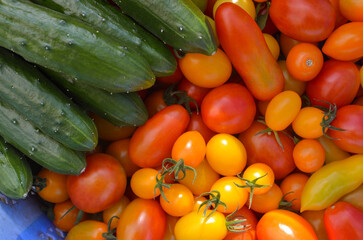 Fresh a lot of tomatoes and cucumbers. Colorful vegetable. Cherry Tomatoes, Grape Tomatoes. 　ミニトマト、キュウリ。夏野菜。