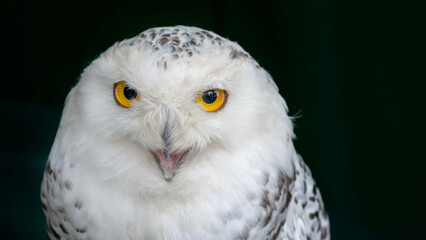 Obraz premium Arctic owl. Closeup shot of snowy owl with beautiful yellow eyes and open beak
