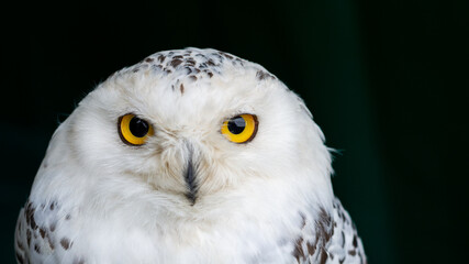 A portrait of a snowy owl with piercing yellow eyes looking at the camera. White plumage bird with brown markings on the body and wings