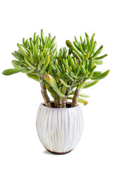 Potted succulent plant isolated