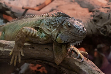 Large green iguana sits on a branch in a terrarium