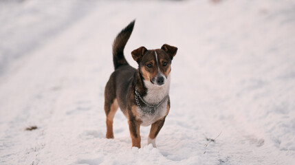 Medium-sized stray dog standing on the snowy road. A happy dog in the forest looks into the camera