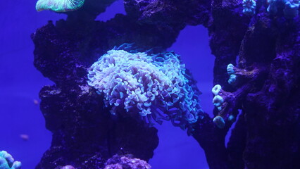 Fototapeta na wymiar Xenia soft coral