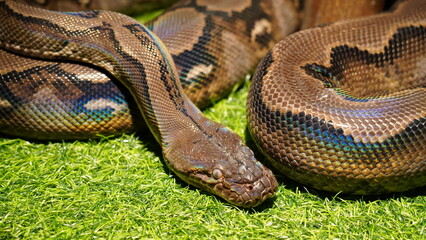 Malayopython reticulatus|網紋蟒