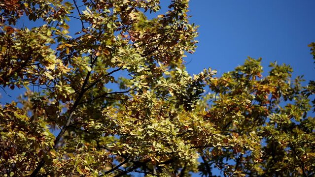 season colorfull outumn leaves 1