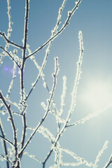 Close up ice covered twig in winter concept photo. Front view photography with light blue sky, sunlight on background. High quality picture for wallpaper, travel blog, magazine, article