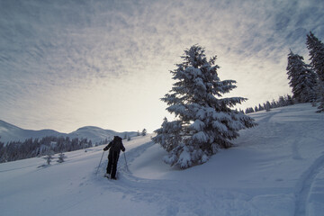 Skier bypassing conifer landscape photo. Beautiful nature scenery photography with snowy wilderness...