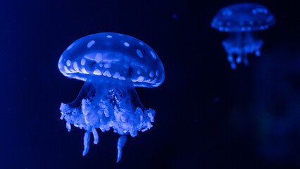 Colorful Jellyfish underwater. Jellyfish moving in water.