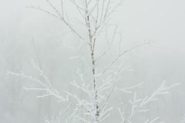 Close up slim sapling covered with hoarfrost concept photo. Front view photography with snowy winter landscape on background. High quality picture for wallpaper, travel blog, magazine, article