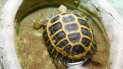 Indotestudo forstenii |西里貝斯陸龜