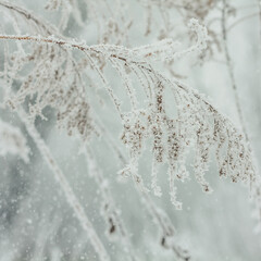 Close up ice crystals on thick dried branch concept photo. Front view photography with snowy winter landscape on background. High quality picture for wallpaper, travel blog, magazine, article