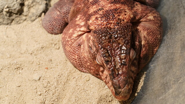 macgyver the lizard