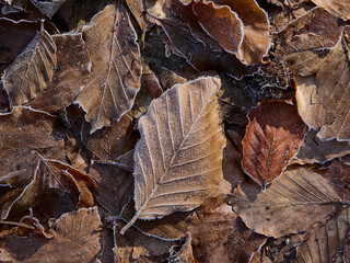 Tardo Autunno nel Parco Nazionale della Maiella