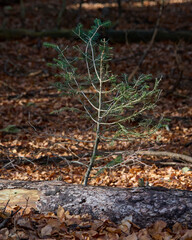 Tardo Autunno nel Parco Nazionale della Maiella