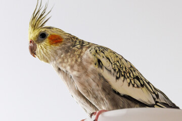 Female Cockatiel bird aka Nymphicus hollandicus.