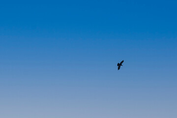 Common raven (Corvus corax) with blue sky background