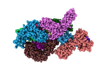 Human leukocyte antigen E (HLA-E) in complex with the HIV epitope, RL9HIV. Molecular model. Rendering with differently colored protein chains based on protein data bank entry 6gl1. 3d illustration