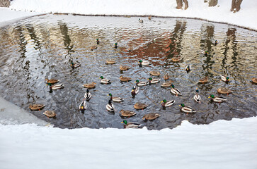 Mallard ducks swim in the winter pond. Birds and animals in wildlife