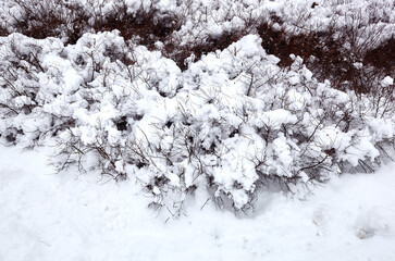 Winter snow in park. Bush covered with snow. Snowflakes