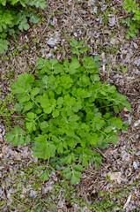 lose-up of beautiful Chelidonium plant at forest, top view. Family name Papaveraceae, Scientific name Chelidonium. Selective focus, blurred background