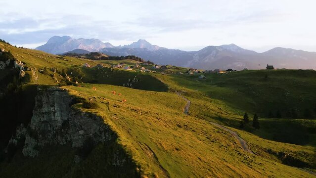 Orbiting Around Beautiful Morning Sunrise Shinning on Top of Big Pasture Plateau Mountain With Grazing Cows Standing on Top of It With Wooden Holiday Alp Village and Alps Mountains in The Background. 