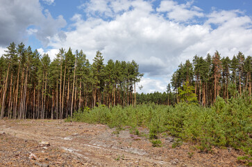 Dense pine forest against the sky and meadows. Beautiful landscape of a row of trees and blue sky...
