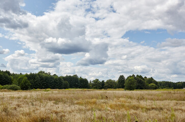 Obraz premium Jasny letni las na tle nieba i łąk. Piękny krajobraz zielonych drzew i niebieskiego nieba w tle