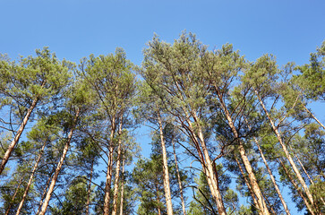 Fototapeta premium Pine trees against the blue sky. View in to tall pine trees on a summers day
