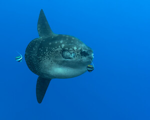 Mola Mola, and Longfin Bannerfish (Heniochus acuminatus) in Nusa Lembongan, close to Bali, Indonesia