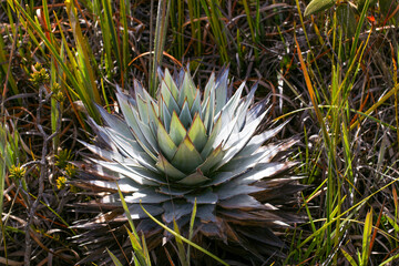 Naklejka na ściany i meble Orectanthe sceptrum, a common plant on Amuri Tepui in Venezuela, endemic to the table mountains of northern South America