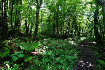 fresh fern in the sunlight