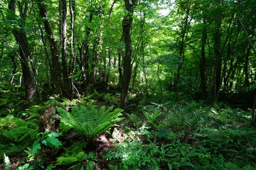 fresh fern in the sunlight