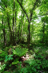 fresh fern in the sunlight