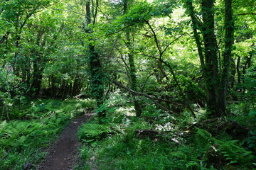 lively spring forest and path through fern