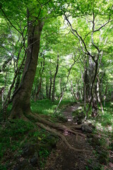 vines and old trees in spring forest