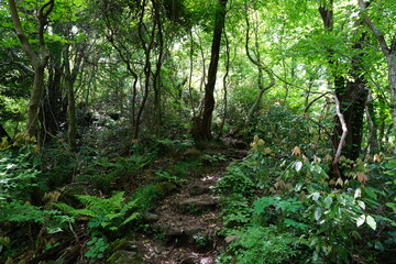 vines and old trees in spring forest