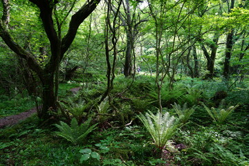 old trees and vines and fern in wild forest