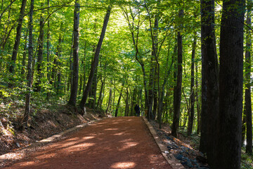 Obraz premium Healthy lifestyle background photo. Jogging or hiking trail in the forest