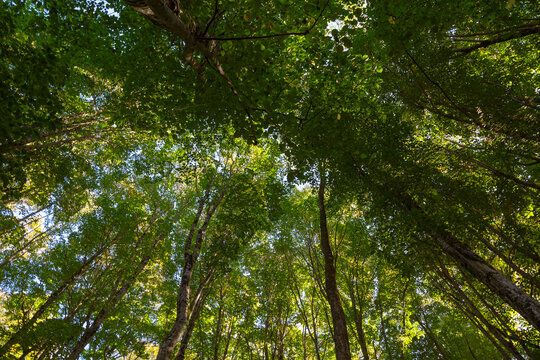 Wide angle view of trees from below in the forest. Carbon net zero concept.