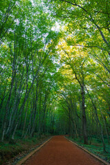 Forest and hiking trail. Recreational area concept vertical photo.