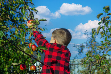Naklejka na ściany i meble a child plucks an apple from a tree in the garden. Harvest on the farm.