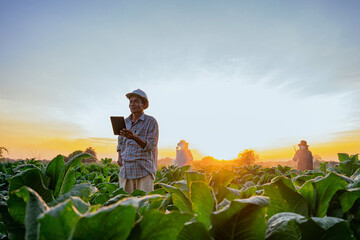 Tobacco beauties in Asia are using tablets to help people figure out how to improve tobacco cultivation.