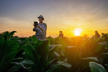 Fototapeta premium Tobacco beauties in Asia are using tablets to help people figure out how to improve tobacco cultivation.