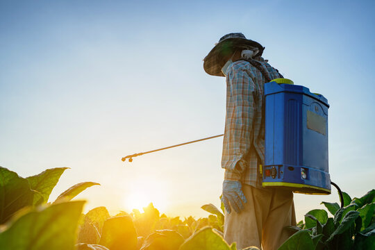Tobacco beauties in Asia spray or foliar fertilize tobacco plants in tobacco plantations.
