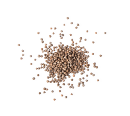 Perilla herb seed isolated on transparent png