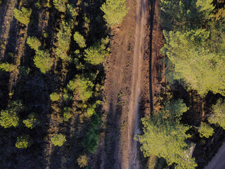 drone aerial view of a dirt road in a pine forest