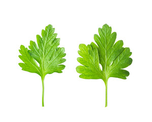 parsley isolated on transparent png