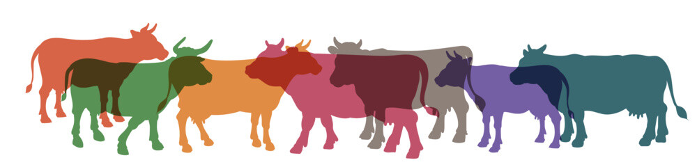 Cow, vector image, color drawing.
Flat image, stamp, seal, icon, symbol.