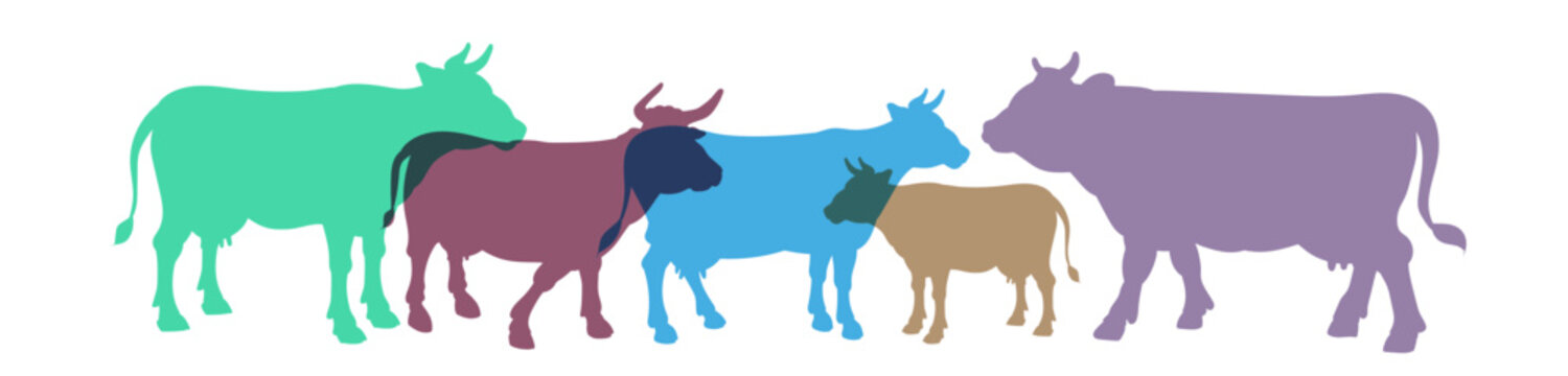Cow, vector image, color drawing.
Flat image, stamp, seal, icon, symbol.